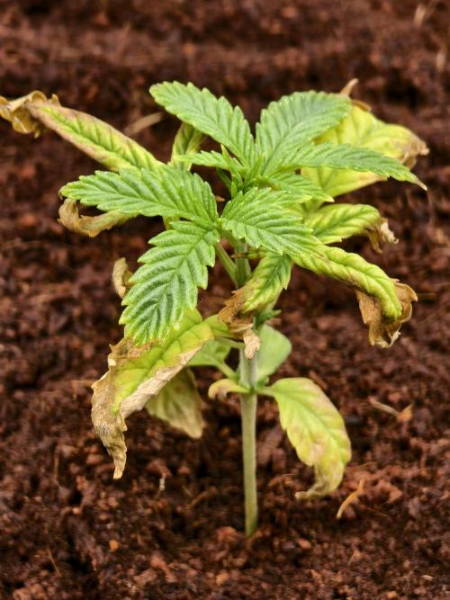 Fruit Gum fem COCOSIK. Week 3