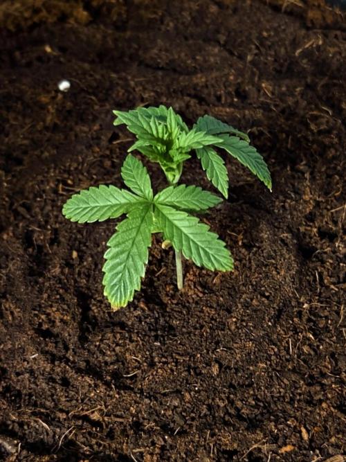 Fruit Gum fem COCOSIK. Week 3