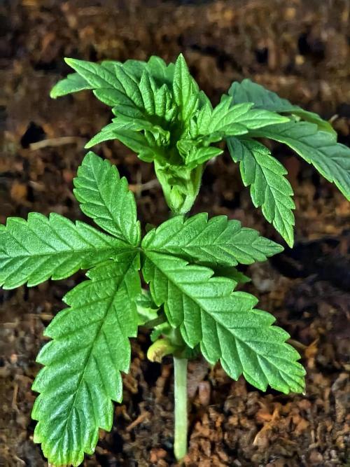 Fruit Gum fem COCOSIK. Week 3