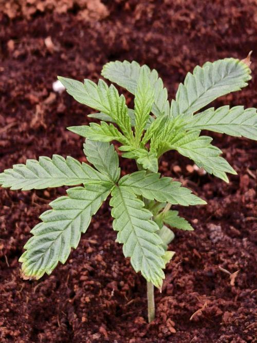 Fruit Gum fem COCOSIK. Week 3