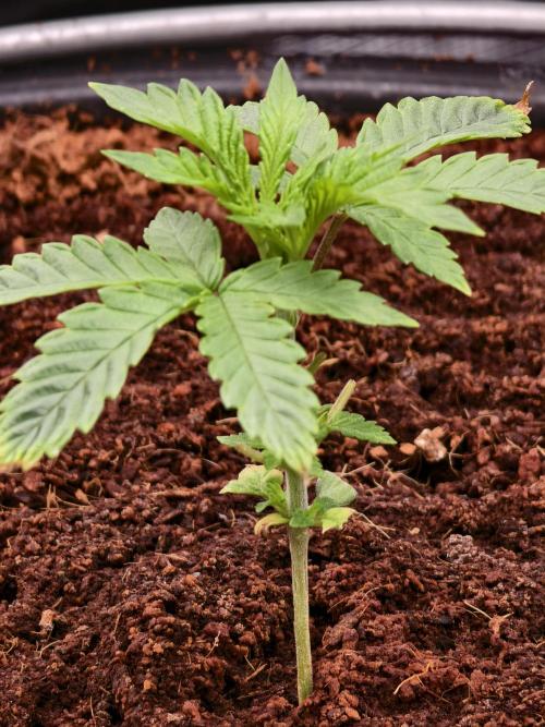 Fruit Gum fem COCOSIK. Week 3