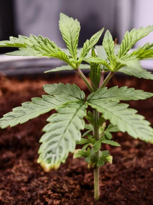 Fruit Gum fem COCOSIK. Week 3