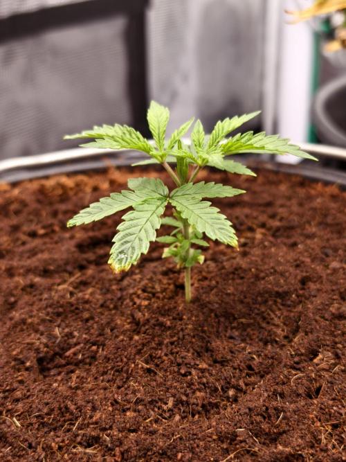 Fruit Gum fem COCOSIK. Week 3