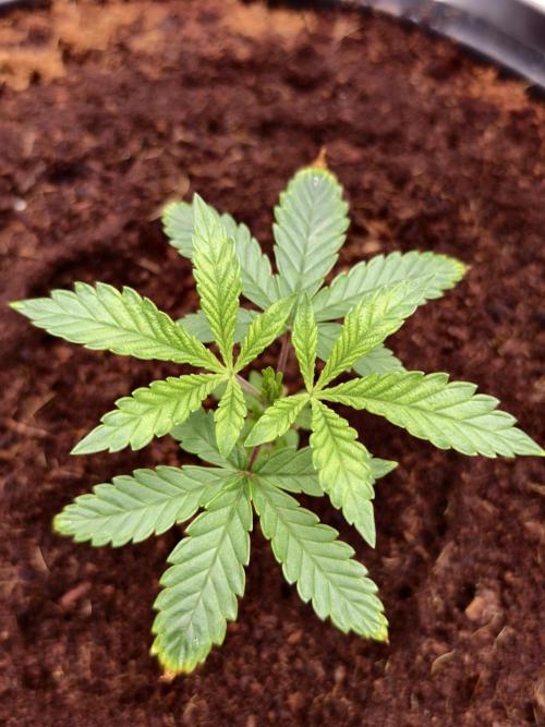 Fruit Gum fem COCOSIK. Week 3