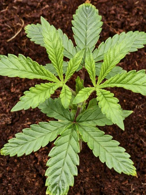 Fruit Gum fem COCOSIK. Week 3