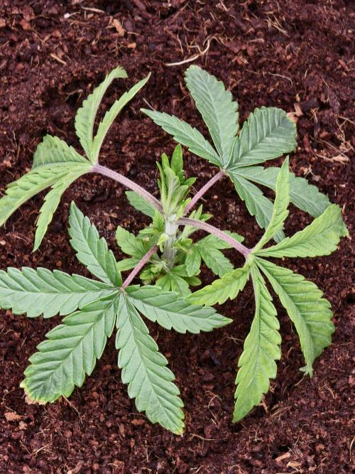 Fruit Gum fem COCOSIK. Week 3