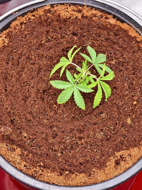 Fruit Gum fem COCOSIK. Week 3