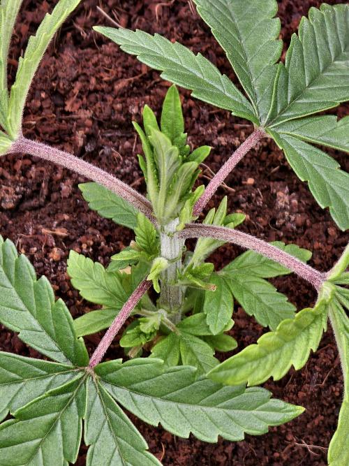 Fruit Gum fem COCOSIK. Week 3