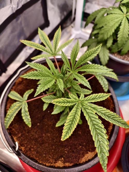 Fruit Gum fem COCOSIK. Week 4