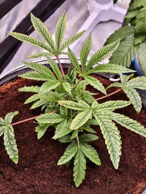 Fruit Gum fem COCOSIK. Week 4