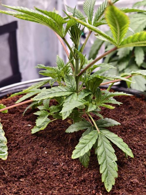 Fruit Gum fem COCOSIK. Week 4