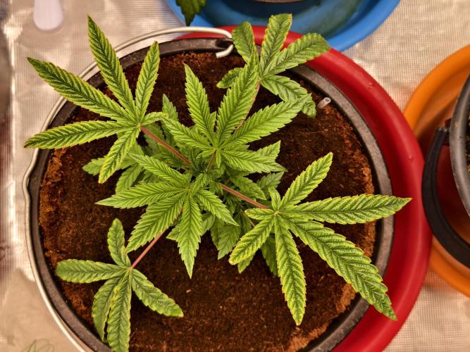 Fruit Gum fem COCOSIK. Week 4