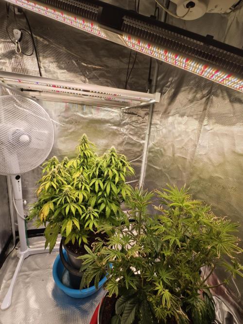 Fruit Gum fem COCOSIK. Week 5