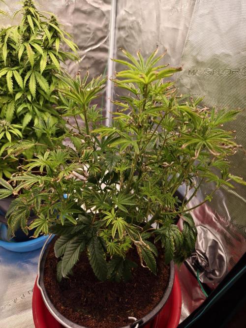 Fruit Gum fem COCOSIK. Week 5