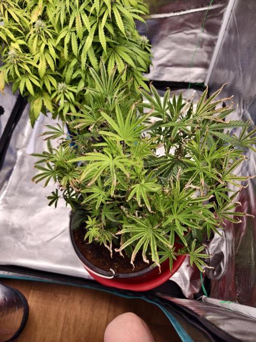 Fruit Gum fem COCOSIK. Week 5