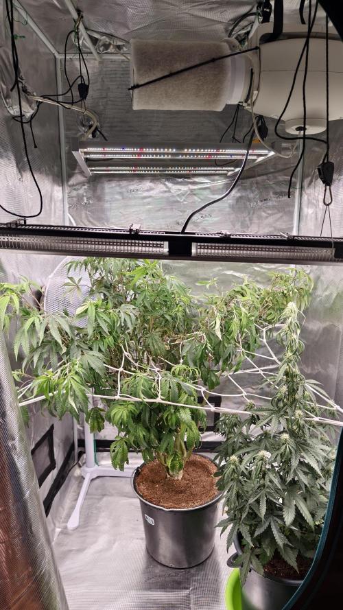 Fruit Gum fem COCOSIK. Week 5