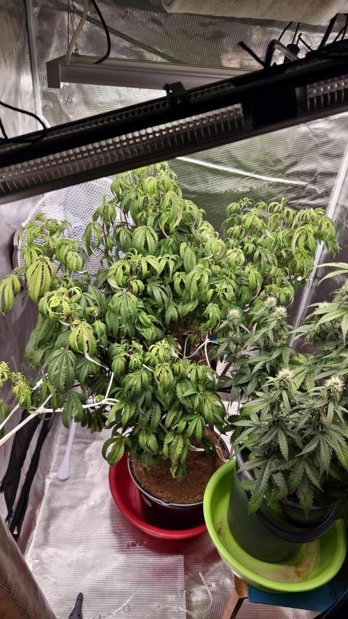 Fruit Gum fem COCOSIK. Week 5