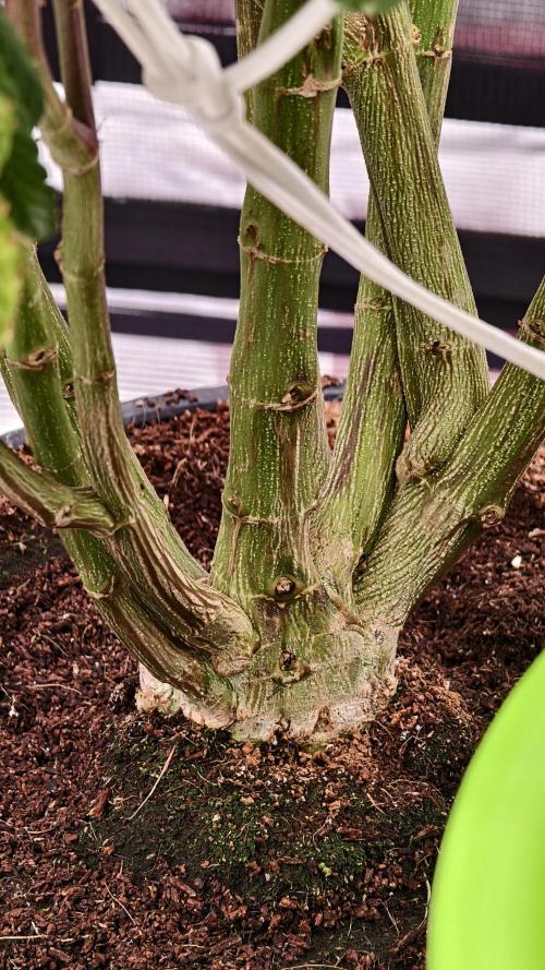 Fruit Gum fem COCOSIK. Week 6