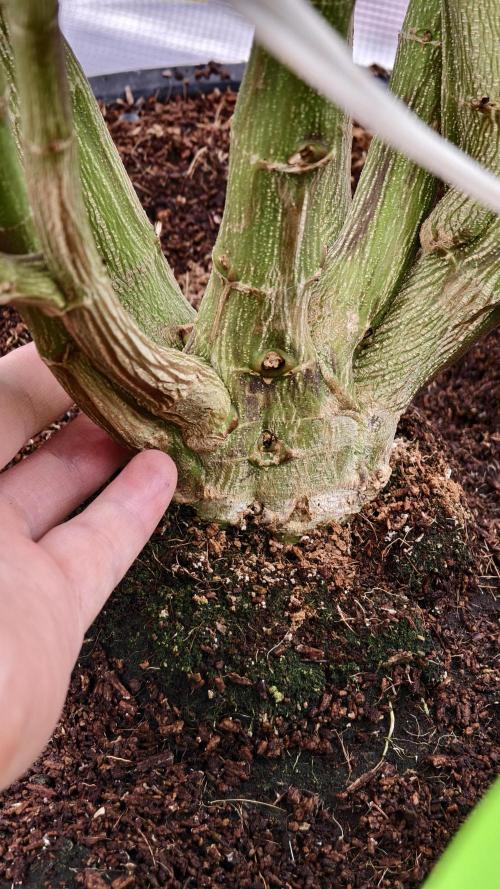 Fruit Gum fem COCOSIK. Week 6