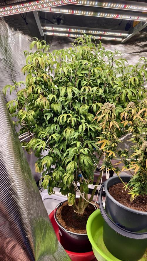 Fruit Gum fem COCOSIK. Week 6