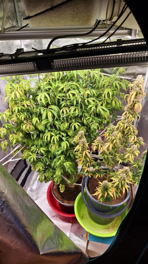 Fruit Gum fem COCOSIK. Week 6