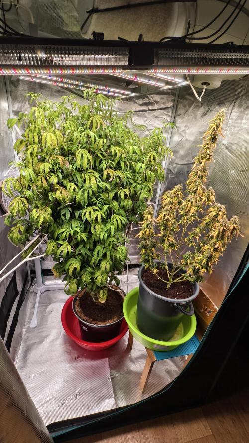 Fruit Gum fem COCOSIK. Week 6