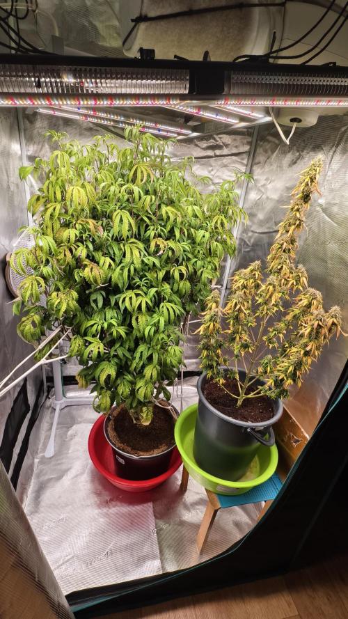 Fruit Gum fem COCOSIK. Week 6