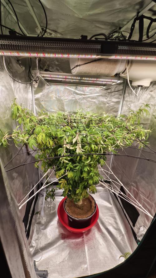 Fruit Gum fem COCOSIK. Week 7