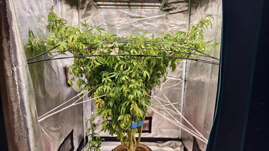 Fruit Gum fem COCOSIK. Week 7