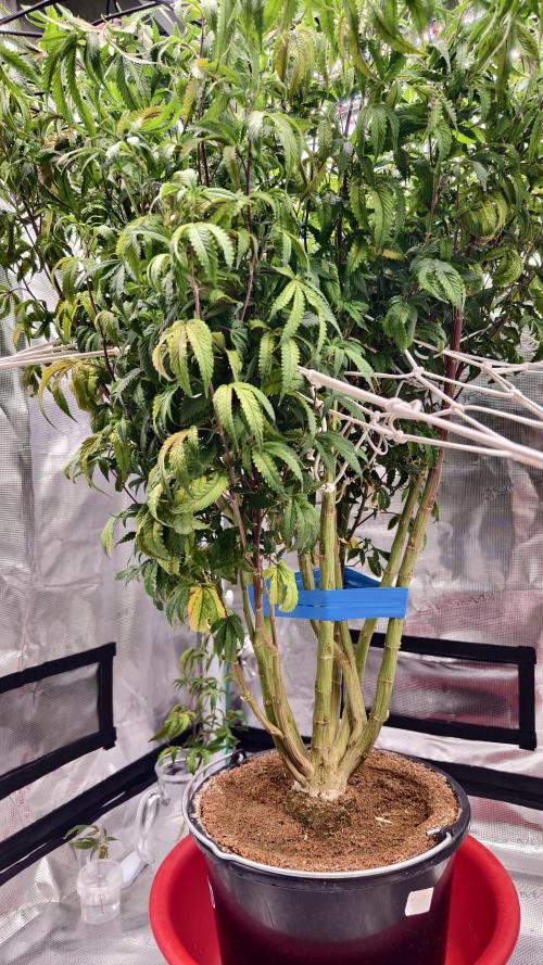 Fruit Gum fem COCOSIK. Week 7