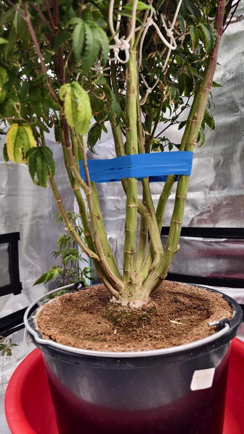 Fruit Gum fem COCOSIK. Week 7