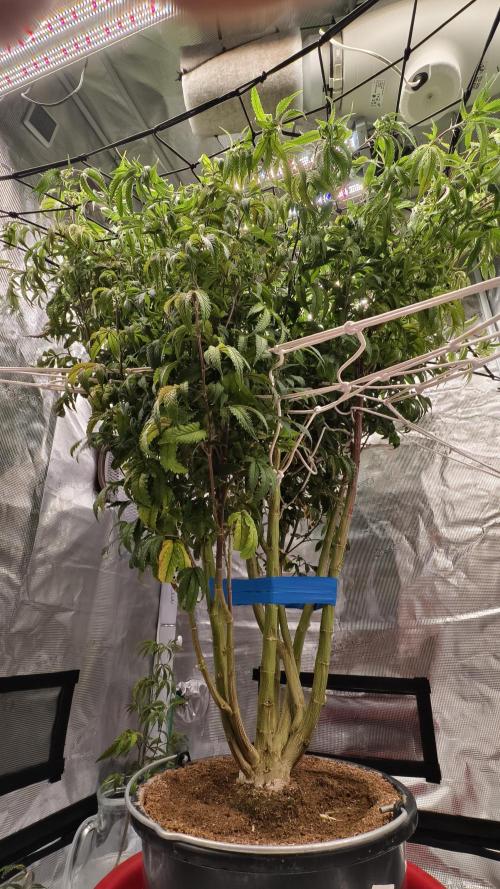 Fruit Gum fem COCOSIK. Week 7