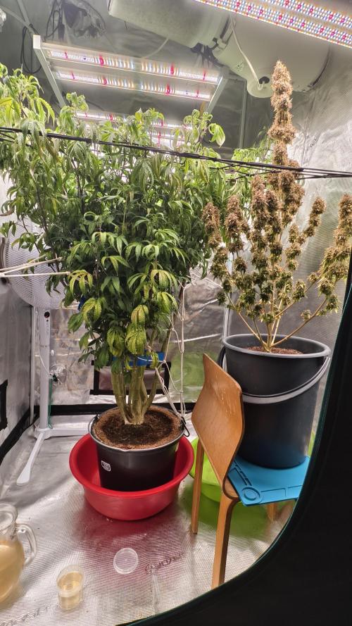 Fruit Gum fem COCOSIK. Week 8