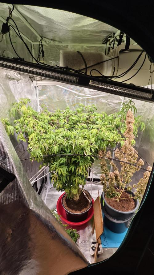 Fruit Gum fem COCOSIK. Week 8