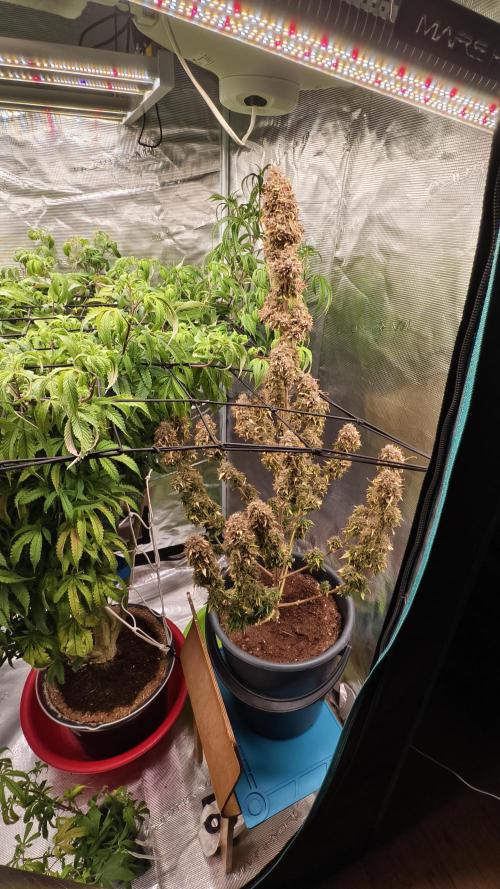 Fruit Gum fem COCOSIK. Week 8