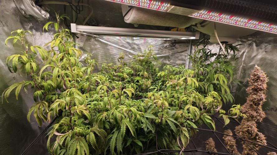 Fruit Gum fem COCOSIK. Week 8