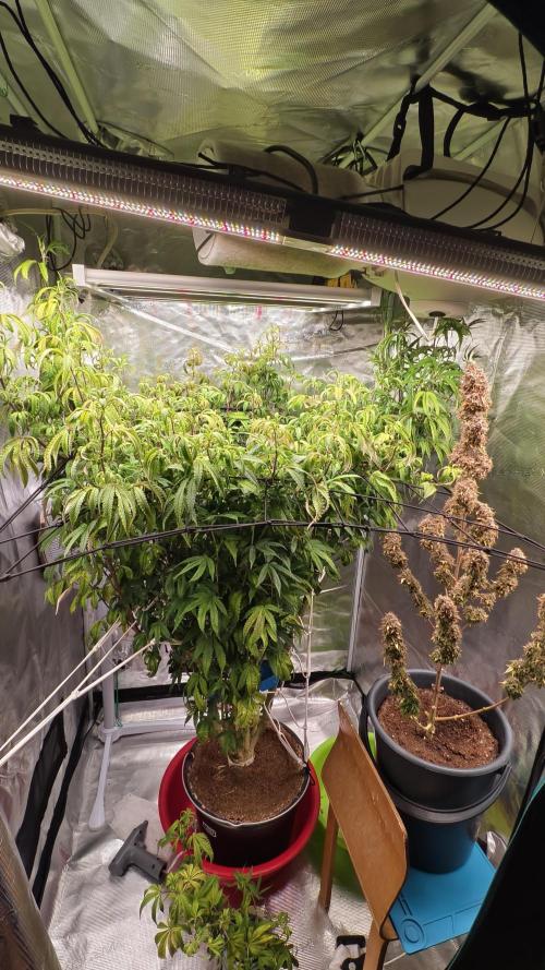 Fruit Gum fem COCOSIK. Week 8