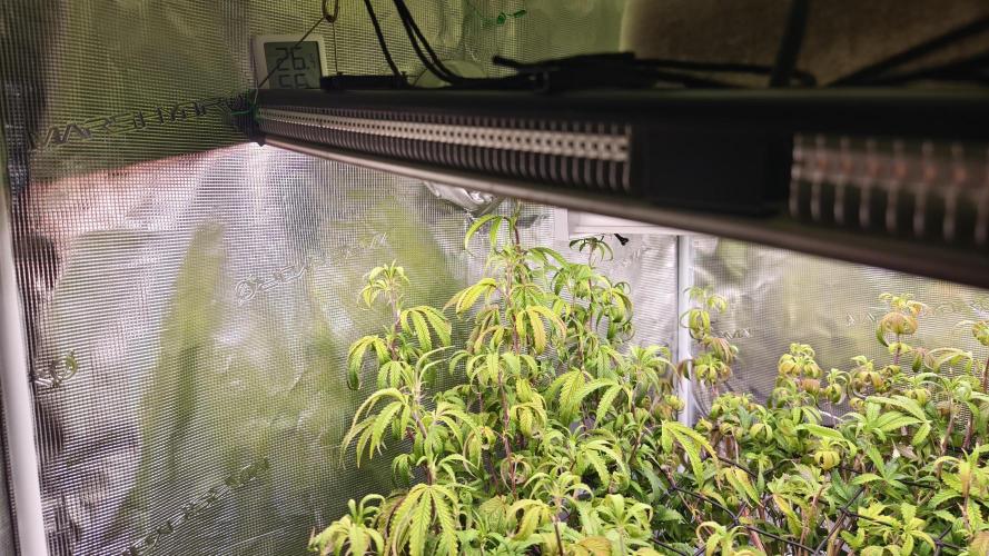 Fruit Gum fem COCOSIK. Week 8