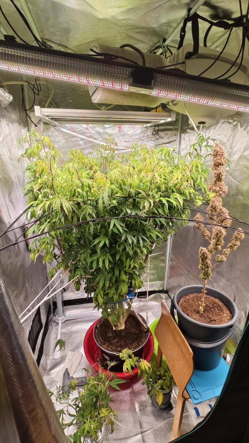 Fruit Gum fem COCOSIK. Week 8