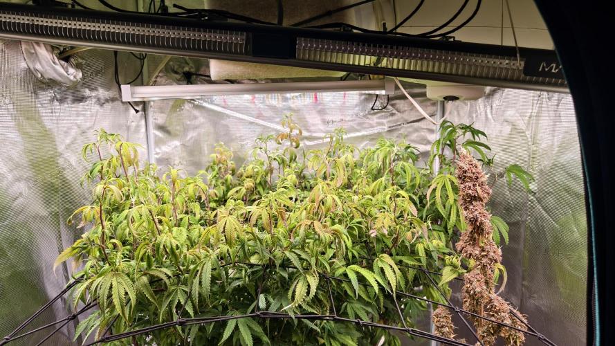 Fruit Gum fem COCOSIK. Week 8