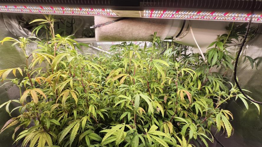 Fruit Gum fem COCOSIK. Week 9