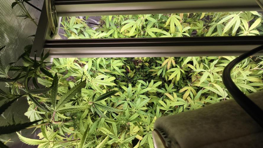 Fruit Gum fem COCOSIK. Week 9