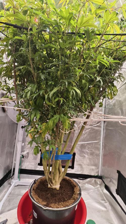 Fruit Gum fem COCOSIK. Week 9