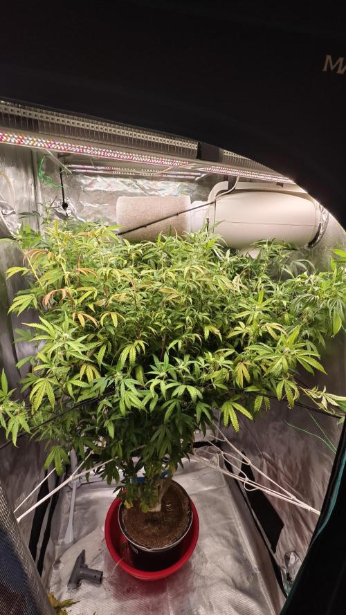 Fruit Gum fem COCOSIK. Week 9