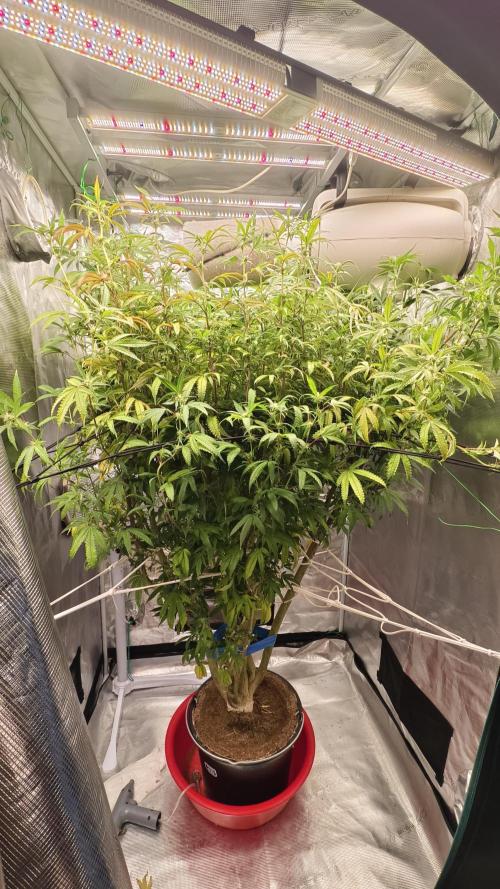 Fruit Gum fem COCOSIK. Week 9