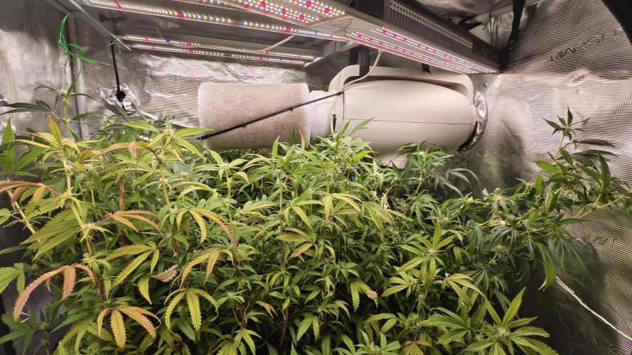 Fruit Gum fem COCOSIK. Week 9