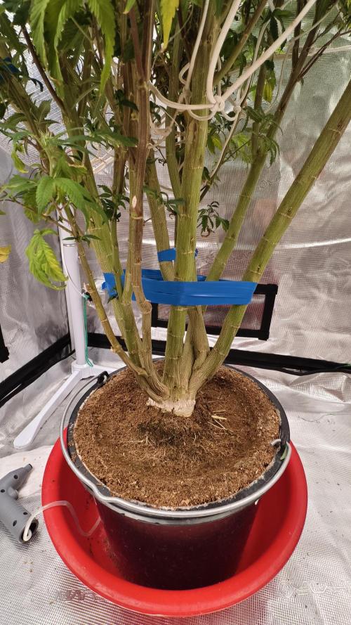 Fruit Gum fem COCOSIK. Week 10