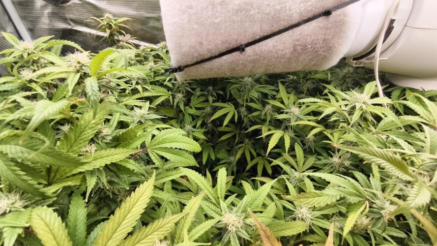 Fruit Gum fem COCOSIK. Week 11