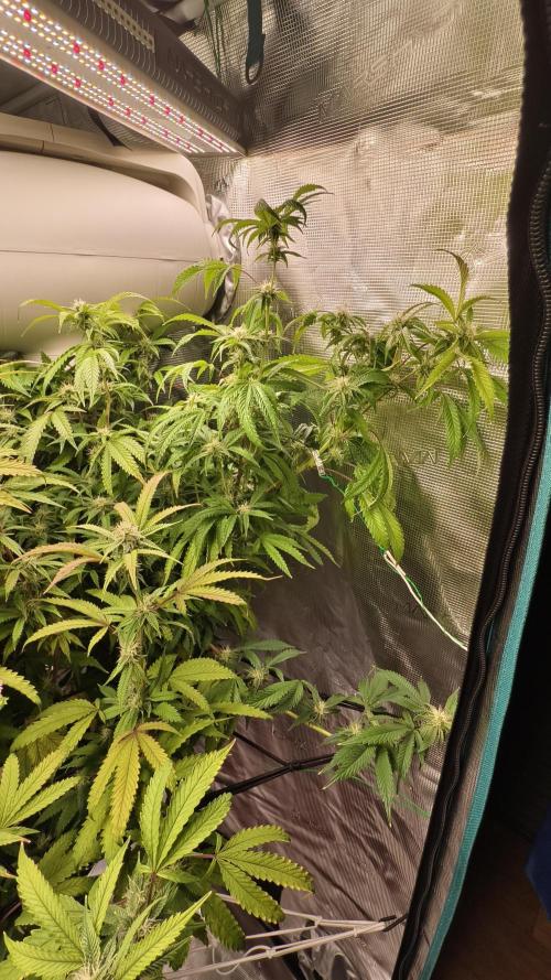 Fruit Gum fem COCOSIK. Week 11