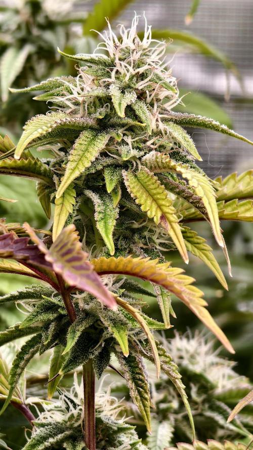 Fruit Gum fem COCOSIK. Week 11